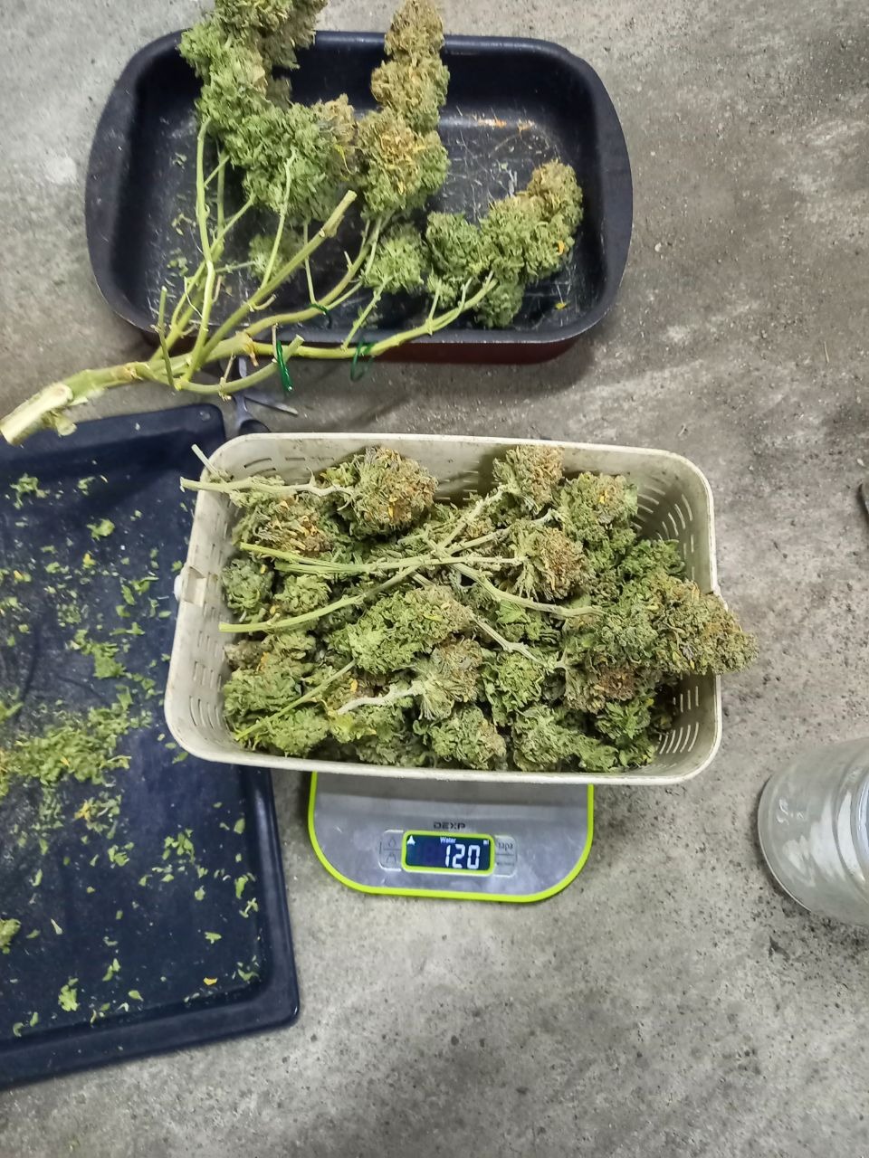 Cannabis harvesting 