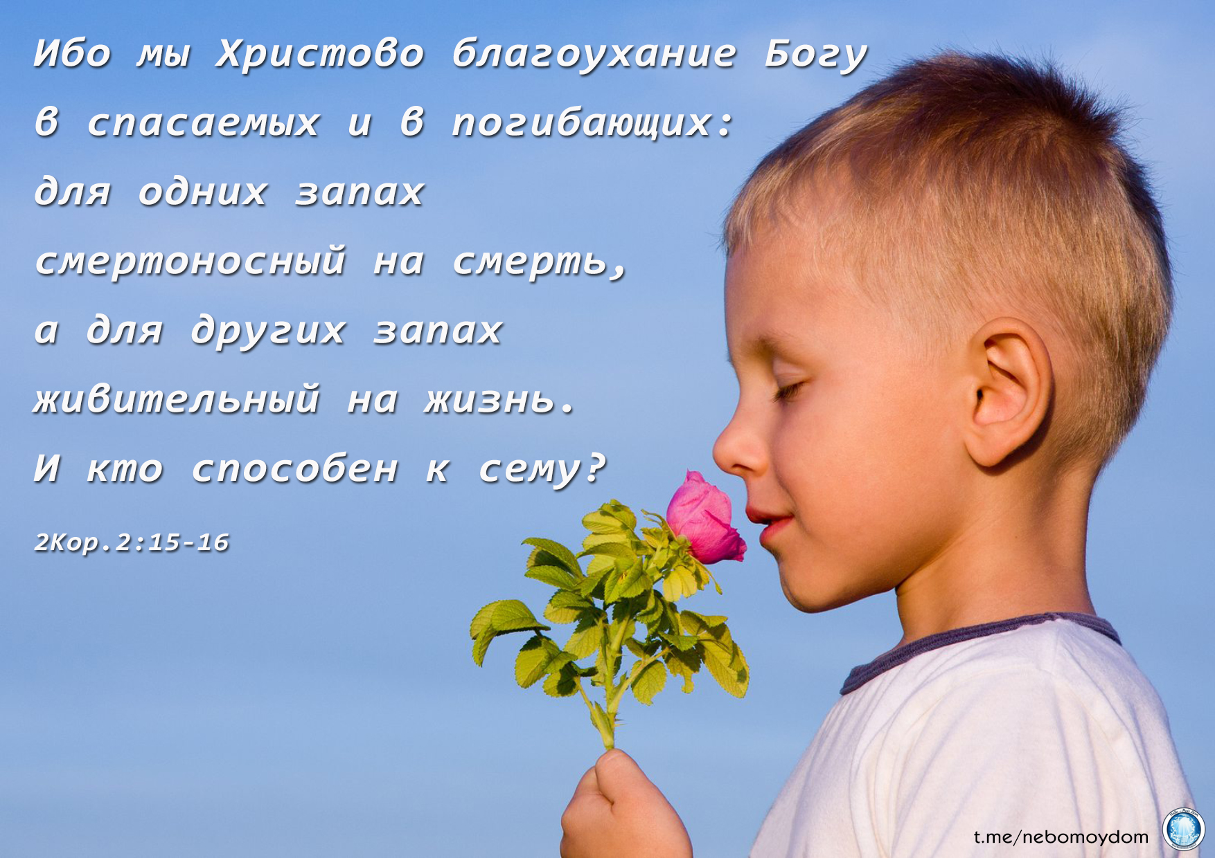 Обоняние детей. Мальчик нюхает цветок. Мальчик с цветочком. Нюхает цветочек. Ребенок нюхает цветок.