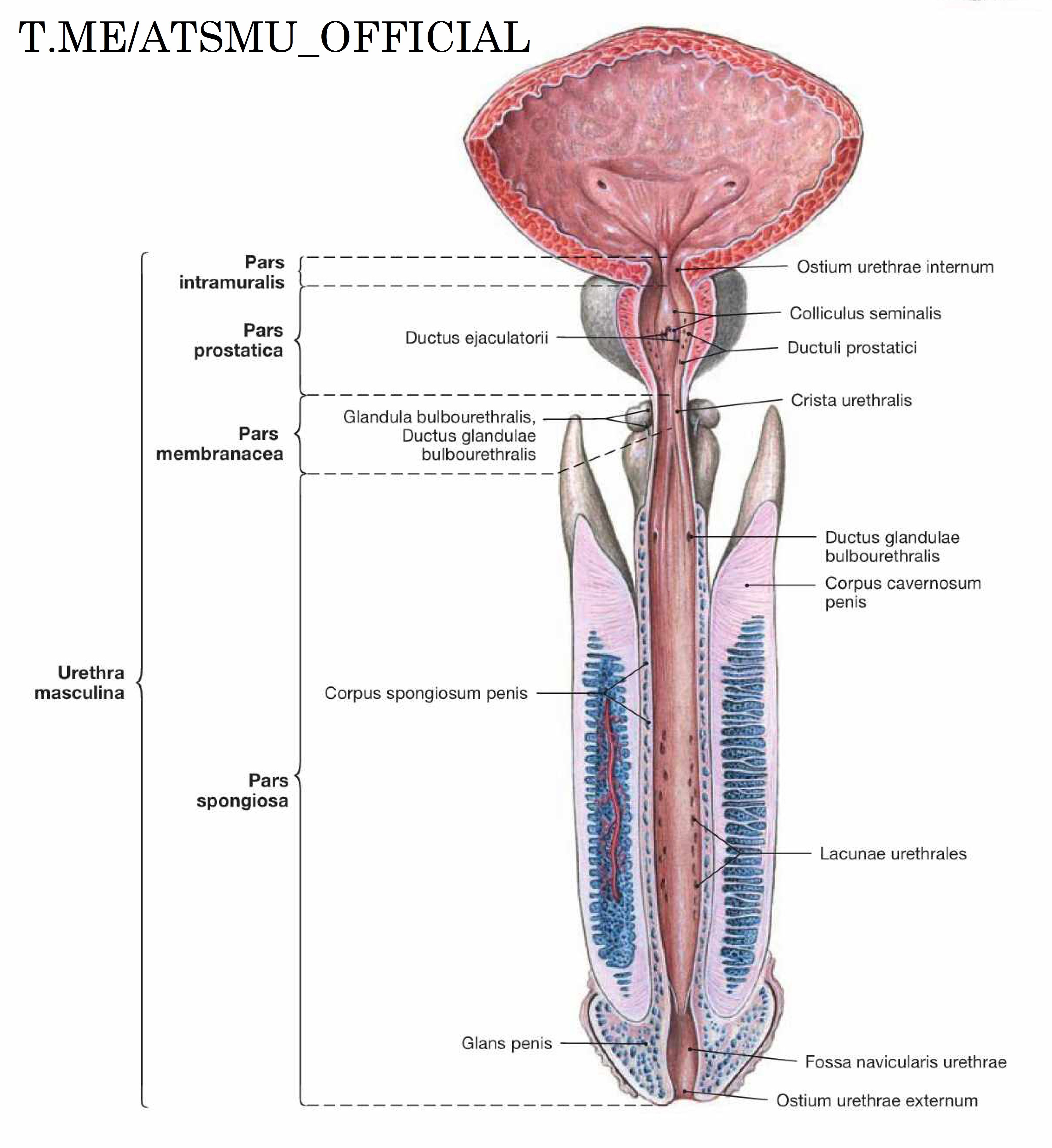 Pars membranacea urethrae masculinae