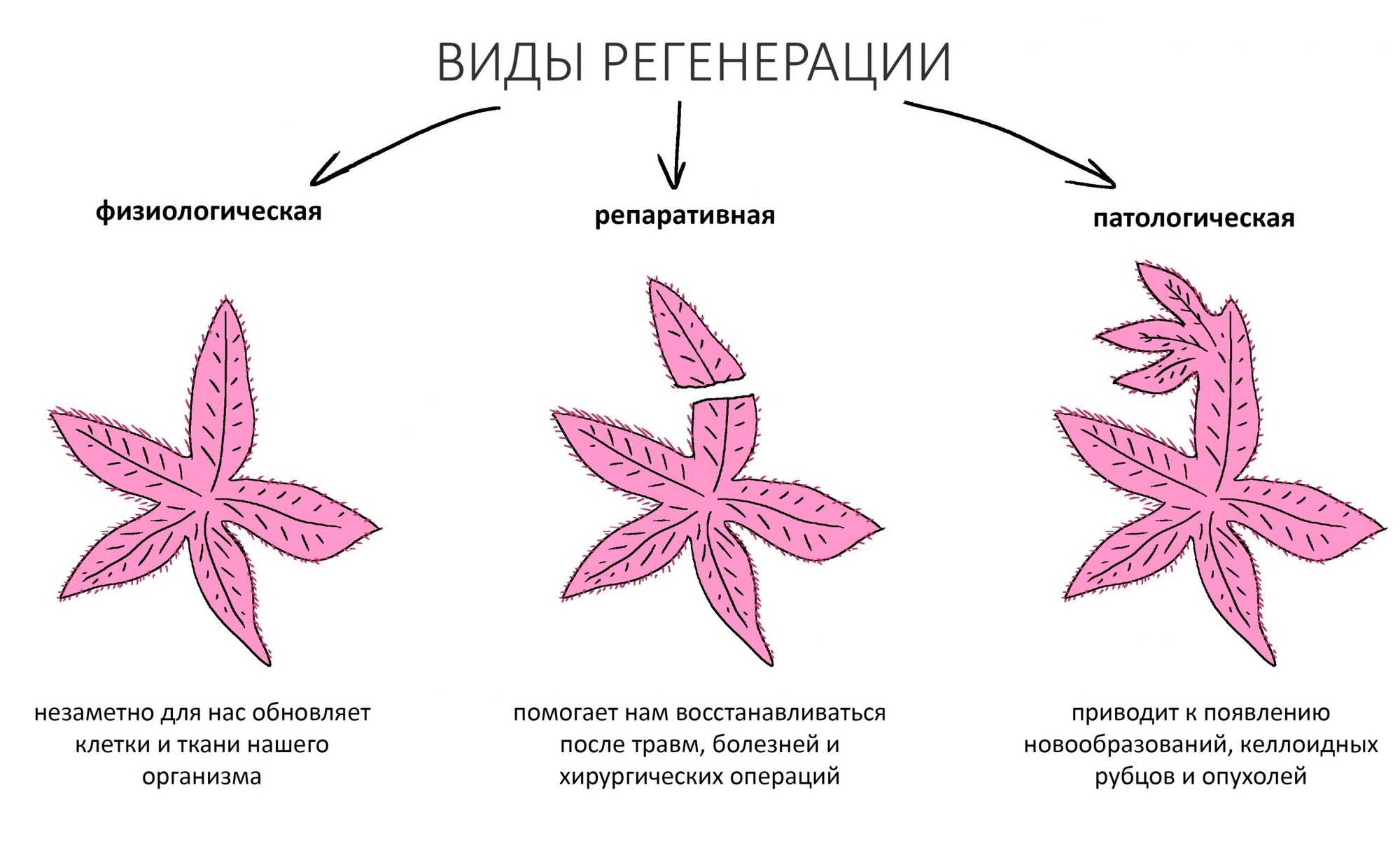 разновидность физиологической регенерации. разновидности регенерации. регенерация виды регенерации. патологическая регенерация.