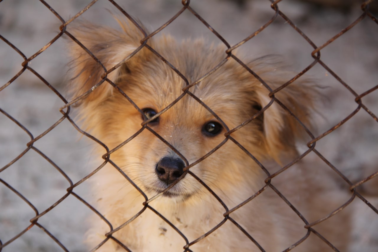 Приют для собак в Чите