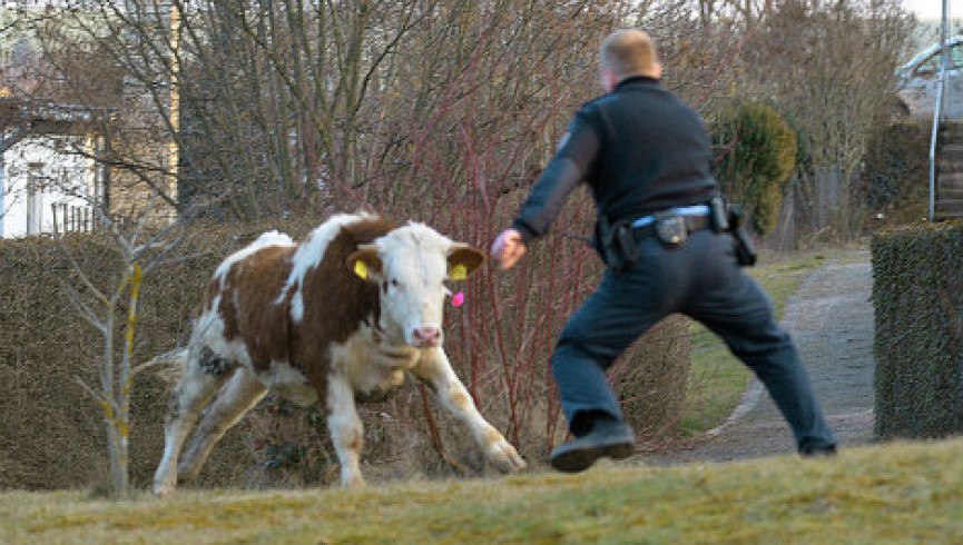 В Германии полиция обезвредила «высокоагрессивную корову» с помощью вертолета