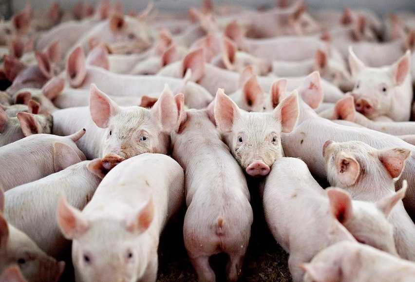 Производство свиней за восемь месяцев 2019 года увеличилось на 5,3%