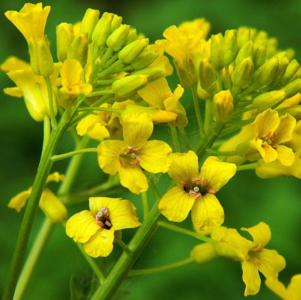 Сурепка Обыкновенная – Telegraph