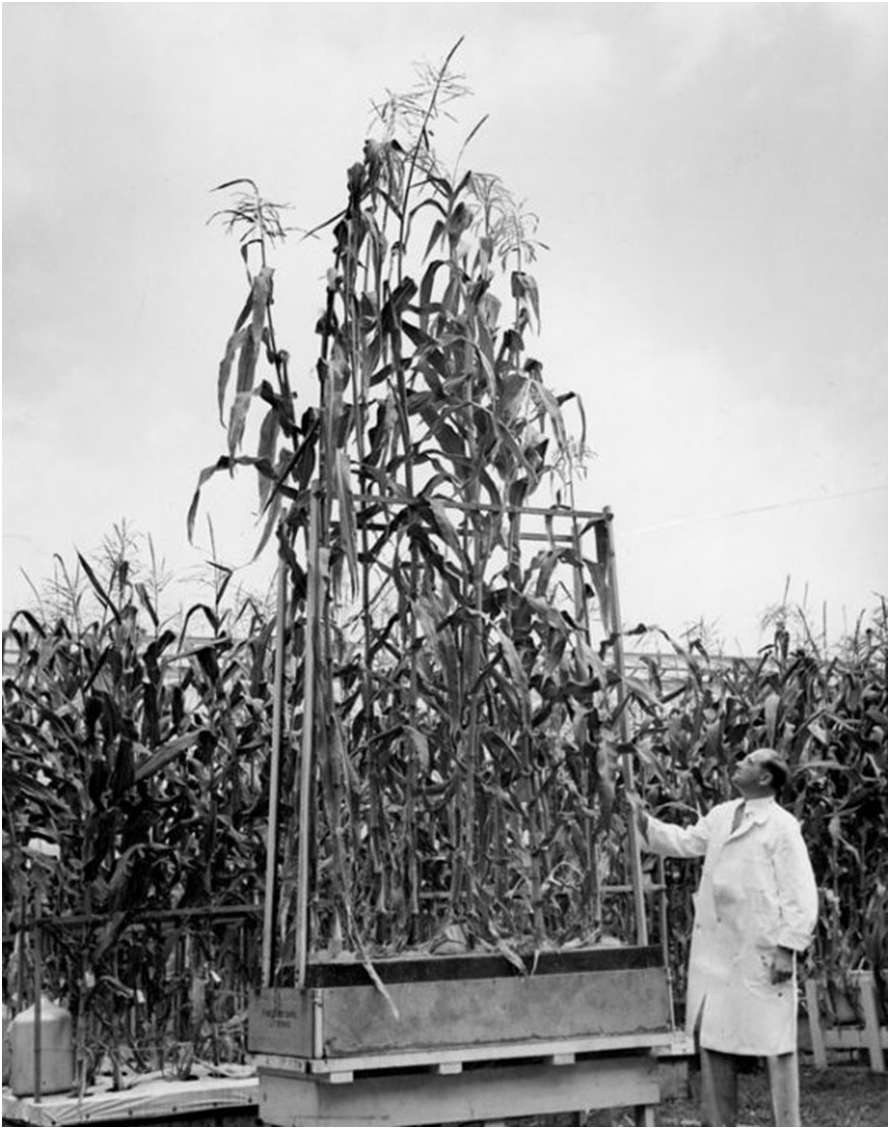 экспериментальная кукуруза на гидропонике