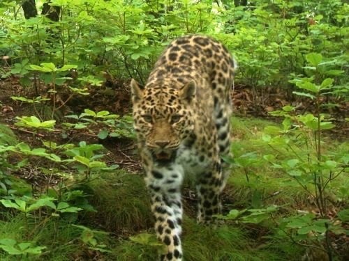 Редчайшему дальневосточному леопарду дали имя