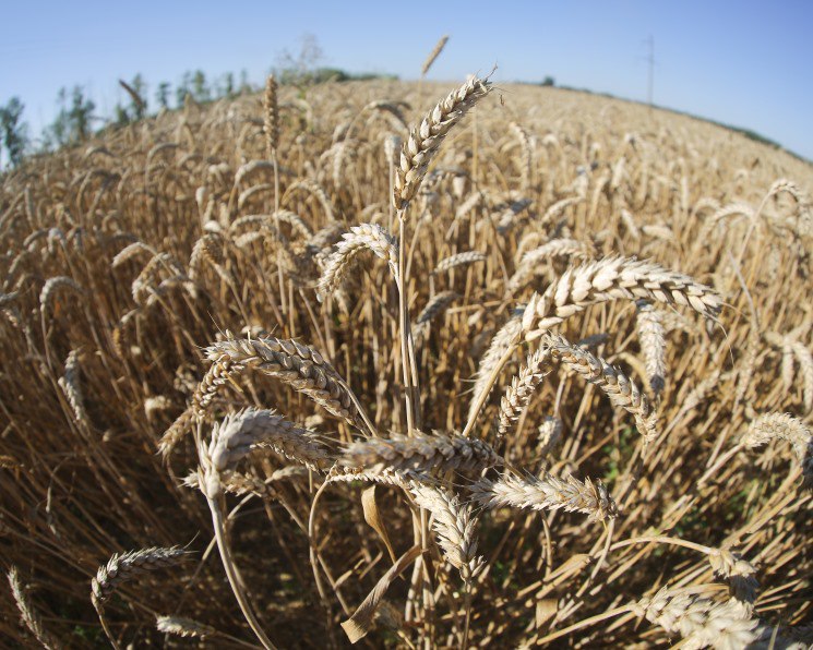 Снижение прогноза Минсельхоза США поддержало экспортные цены на пшеницу РФ