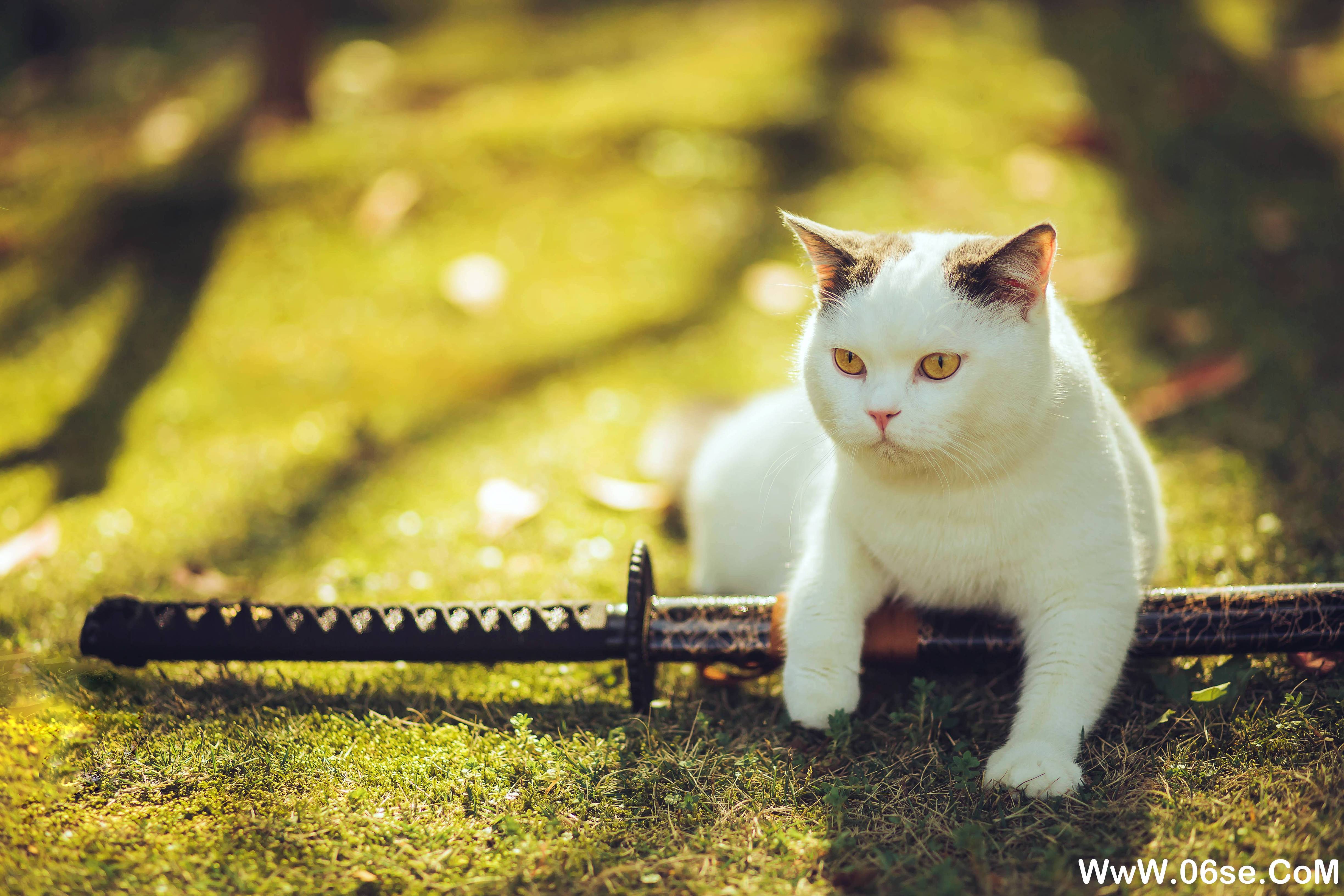 图片[29]-[YITUYU艺图语]2021.09.04 猫侍 邱风[30+1P／311MB]-六色网