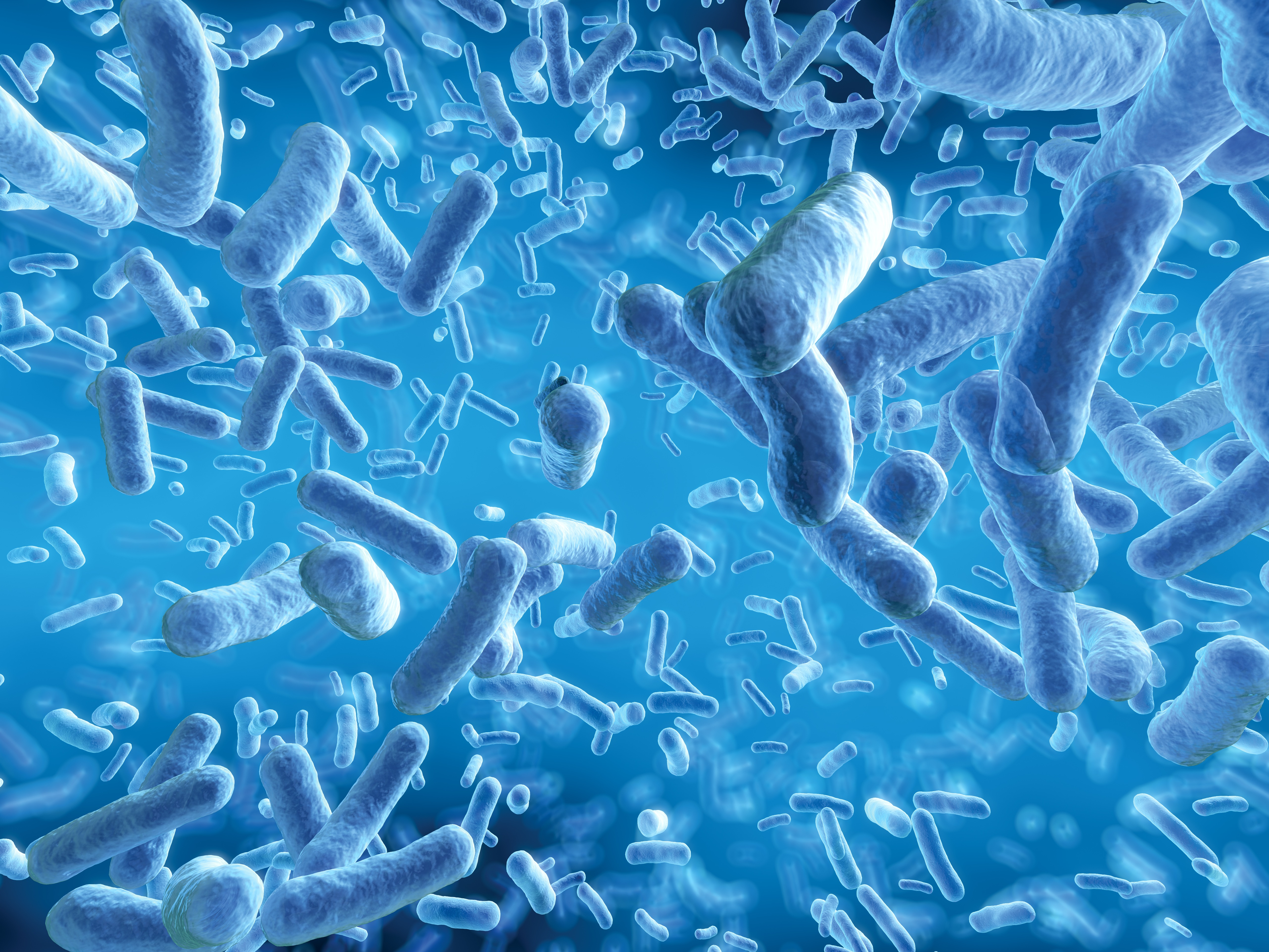 Лизат бифидобактерий. Лактобактерии Lactobacillus. Бактерии микробиота кишечника. Бифидобактерии микробиология. Транслокация кишечной микрофлоры.