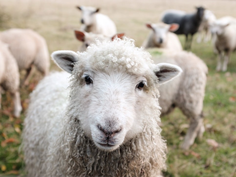 Минсельхоз работает над стратегией развития овцеводства и козоводства