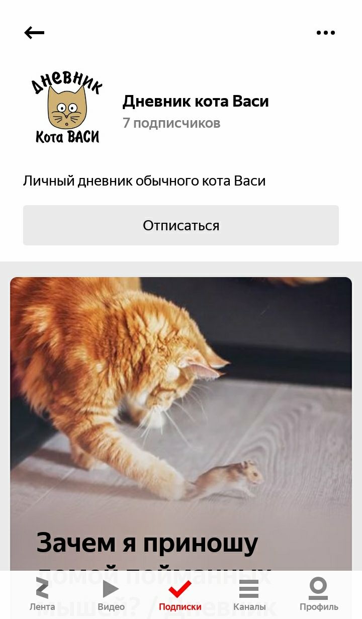 Курс история и котики