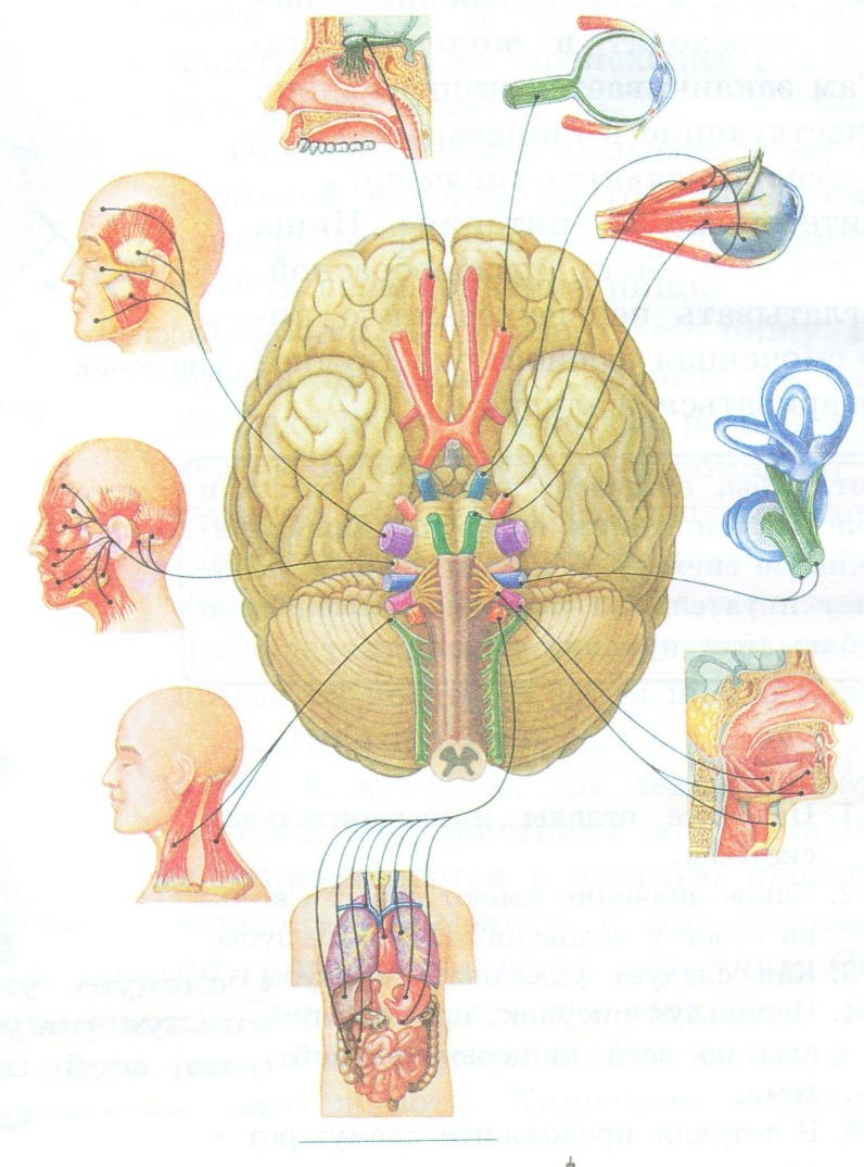Как головной мозг связан с органами тела