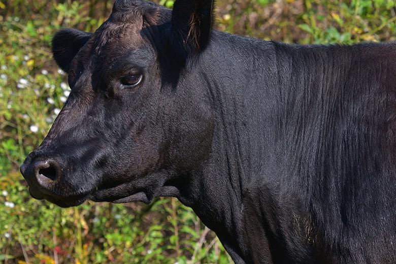 В Канаде на торгах купили корову за 106 тысяч долларов