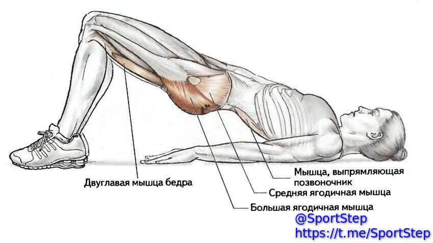 4х главая мышца бедра