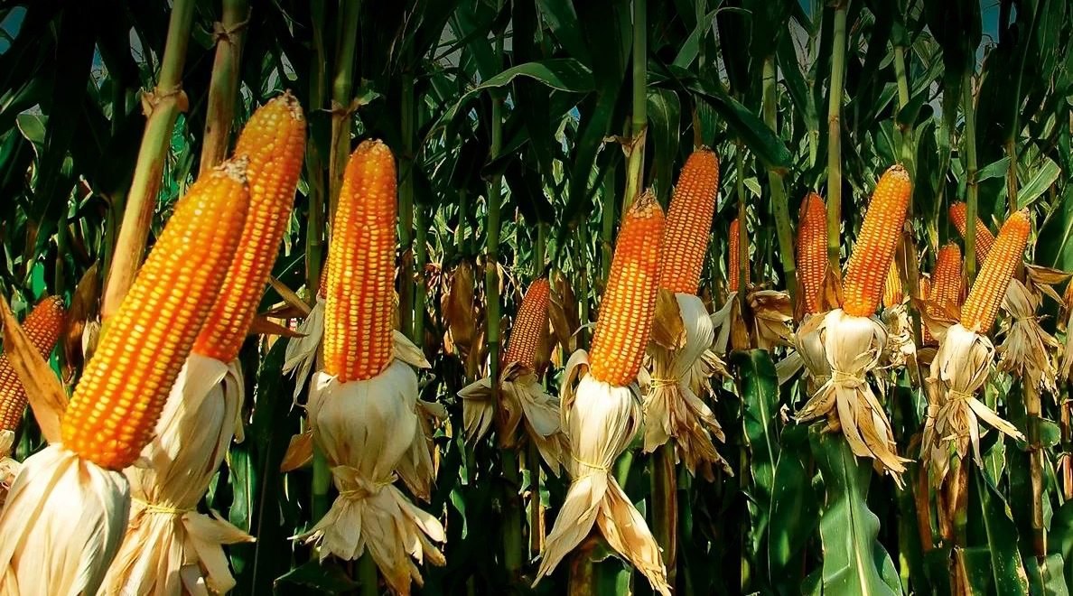 Американский гибрид кукурузы установил новый мировой рекорд по урожайности