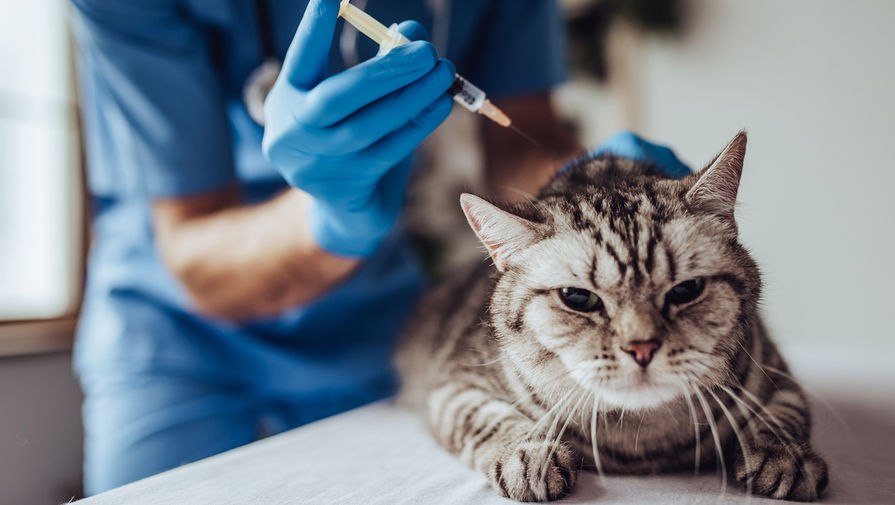 Вакцина от COVID-19 для домашних животных появится в России