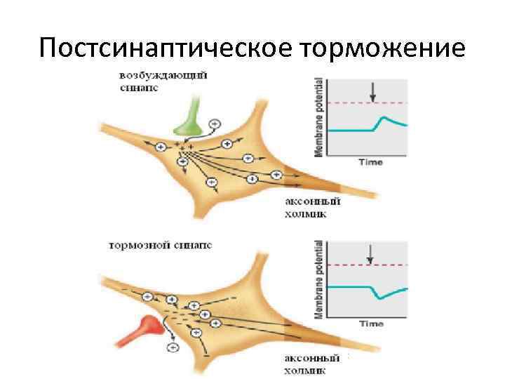 Механизм развития торможения. Схема пре и постсинаптического торможения. Схема постсинаптического торможения. Пресинаптическое торможение физиология. Схема пресинаптического торможения физиология.