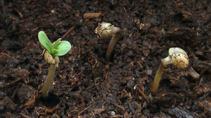 Первые ростки марихуаны искусственные растения конопля