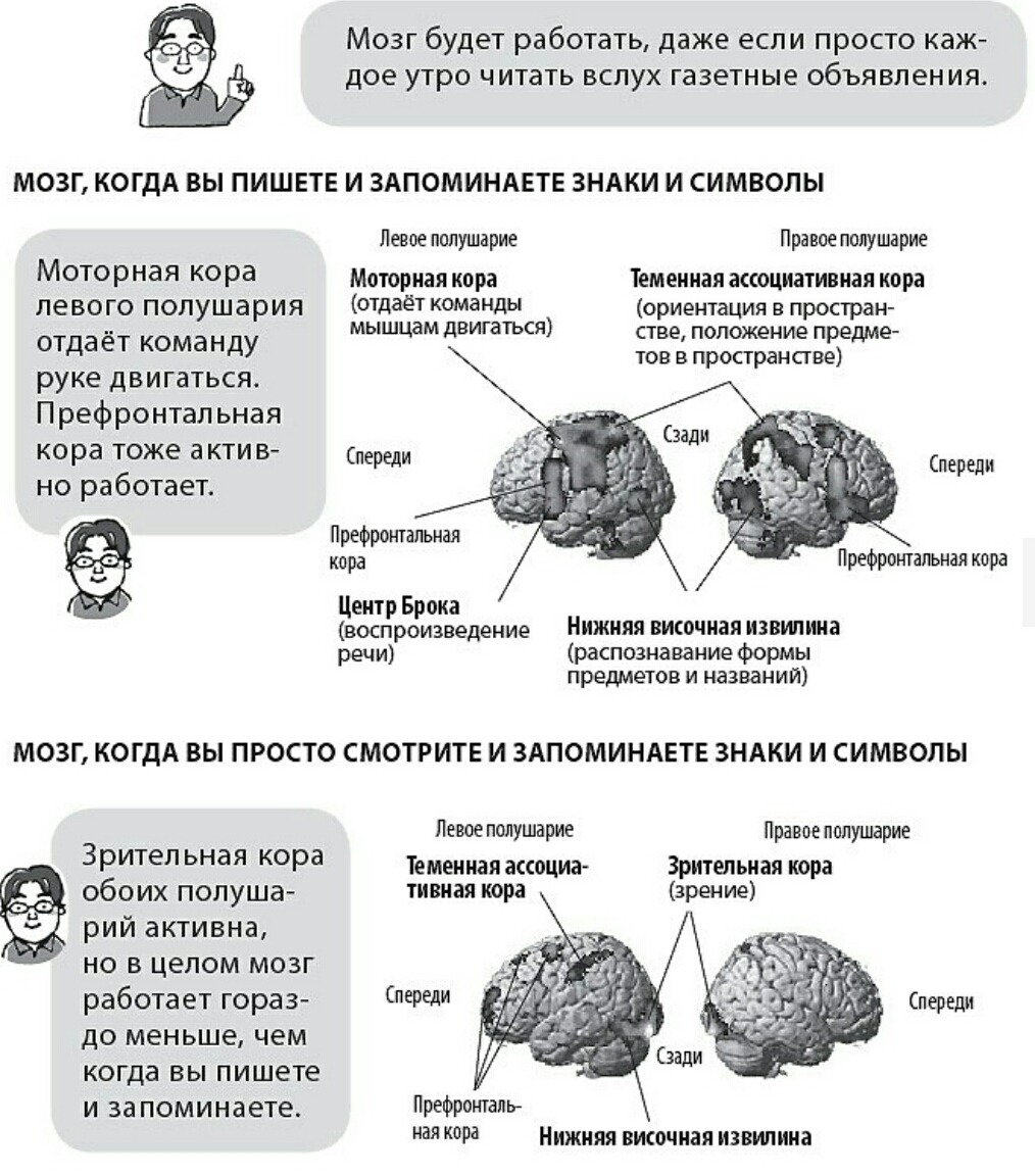 Префронтальная кора мозга