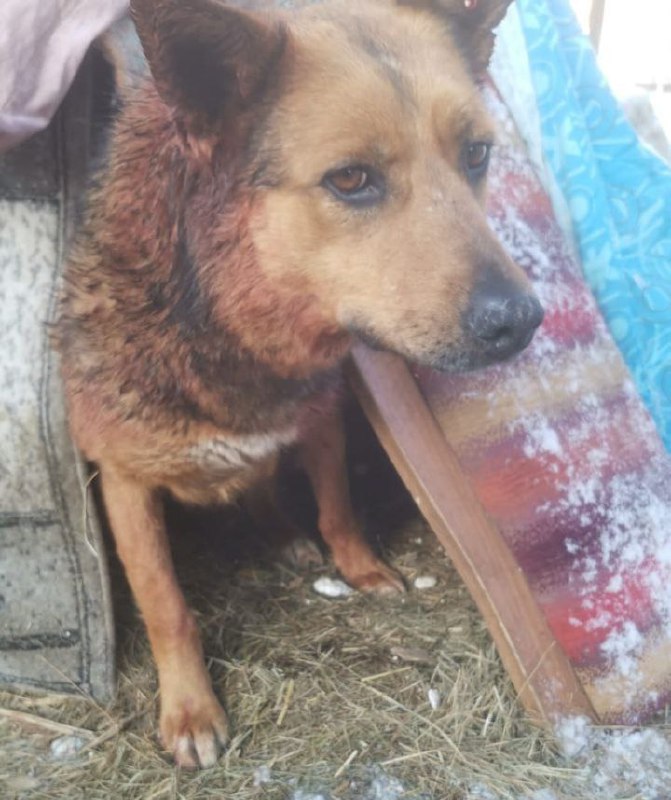 В Хабаровске расстреляли собаку