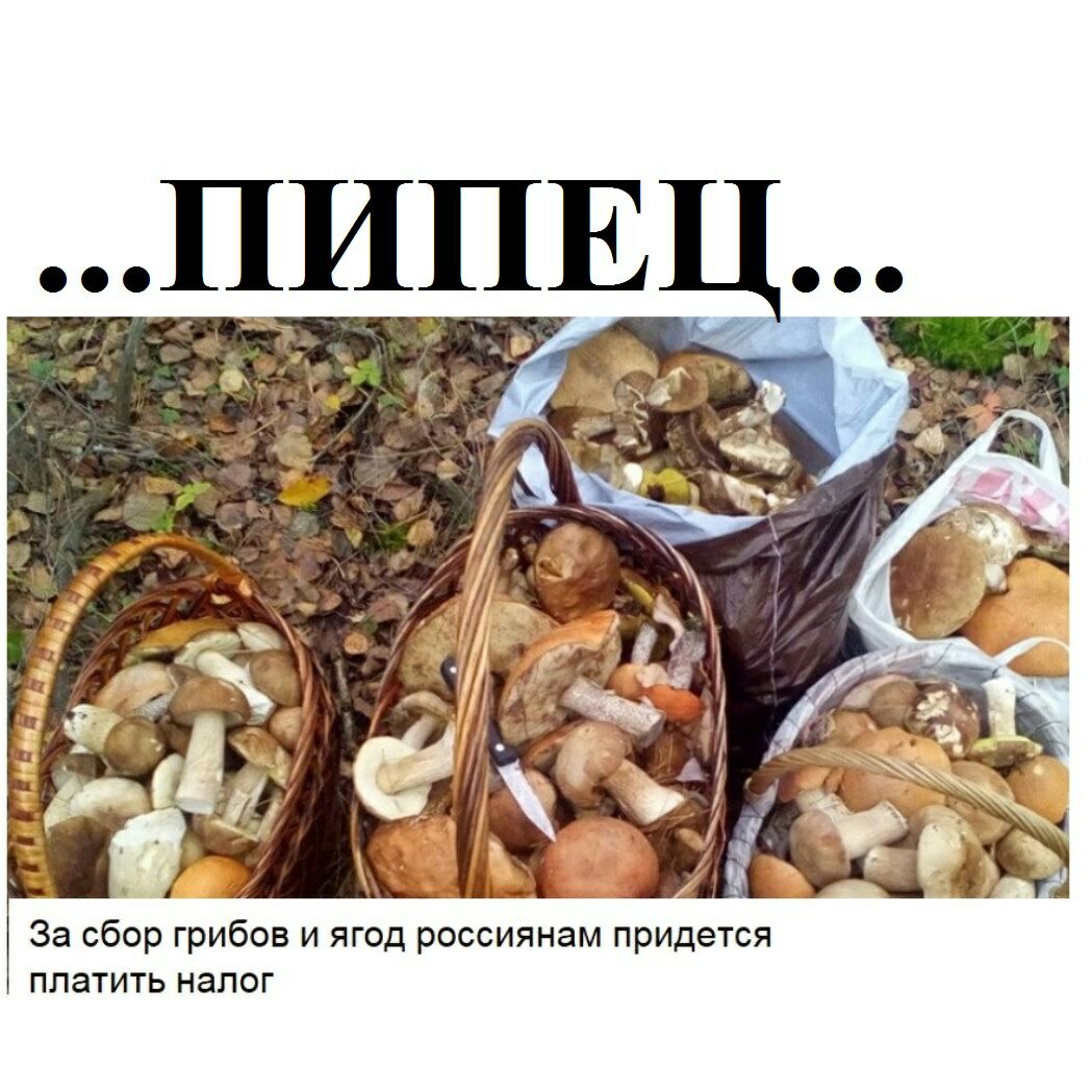 Можно ли детям грибы