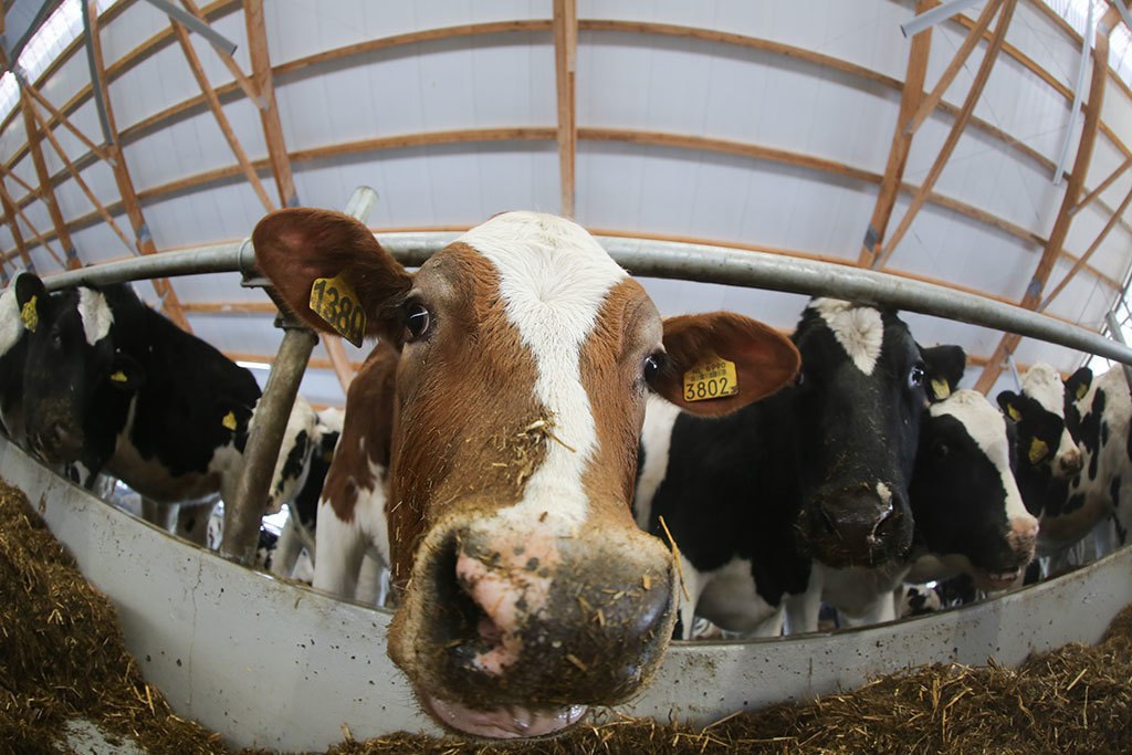 Производители молока просят правительство помочь с навозом