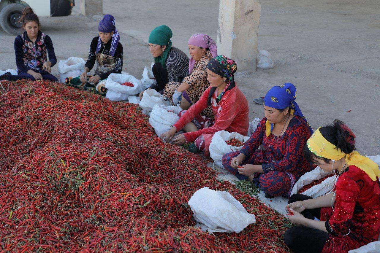 Qalampir uz yangiliklar