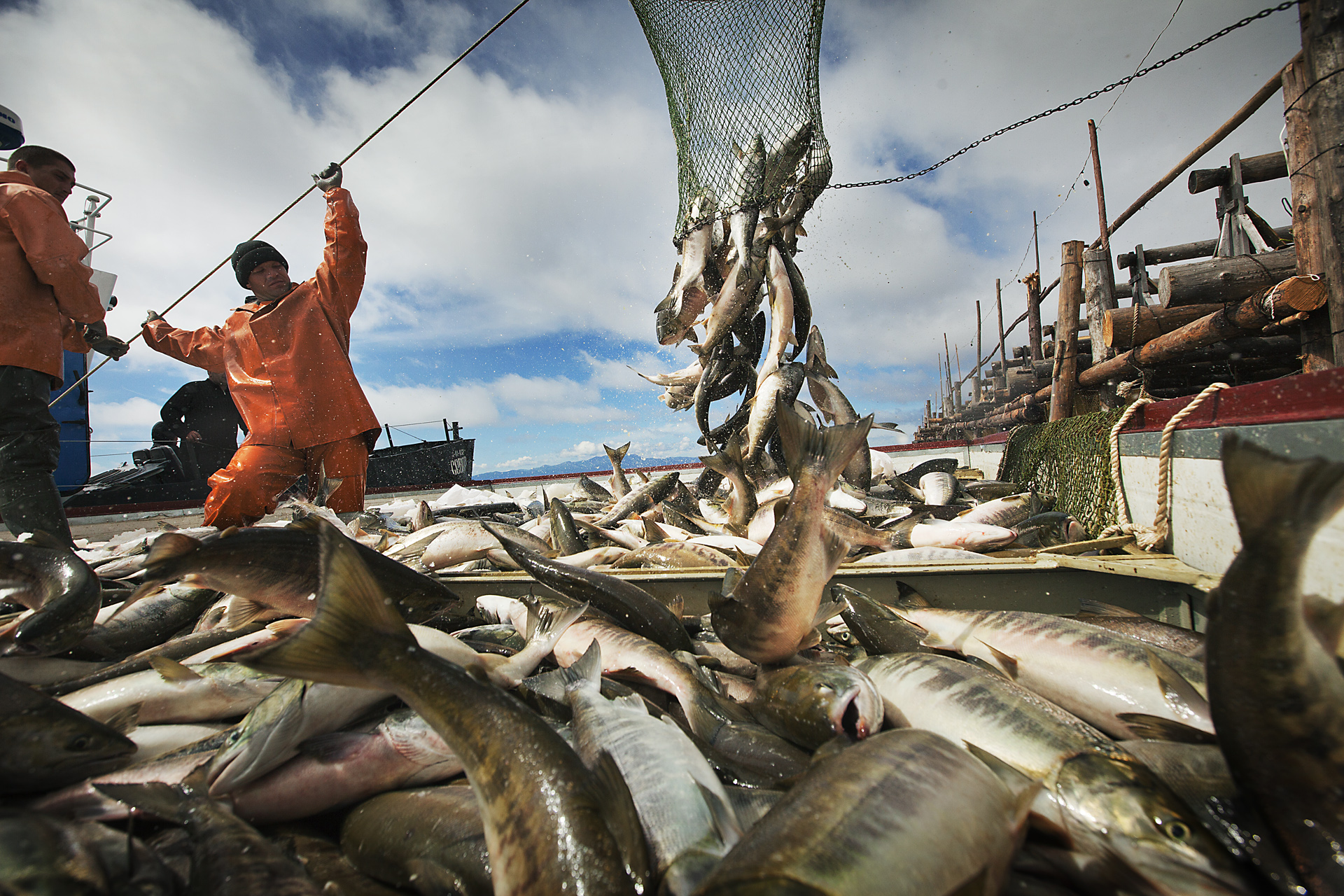 Улов ресурсы. Промысел трески в Баренцевом море. Рыбная промышленность Камчатка. Рыбный промысел на Дальнем востоке. Рыбная промышленность дальнего Востока.