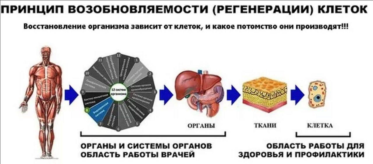 Принцип восстановления. 12 Систем организма человека. 12 Систем органов человека. Обновление организма человека на клеточном уровне. Ткани органы и системы органов человека.