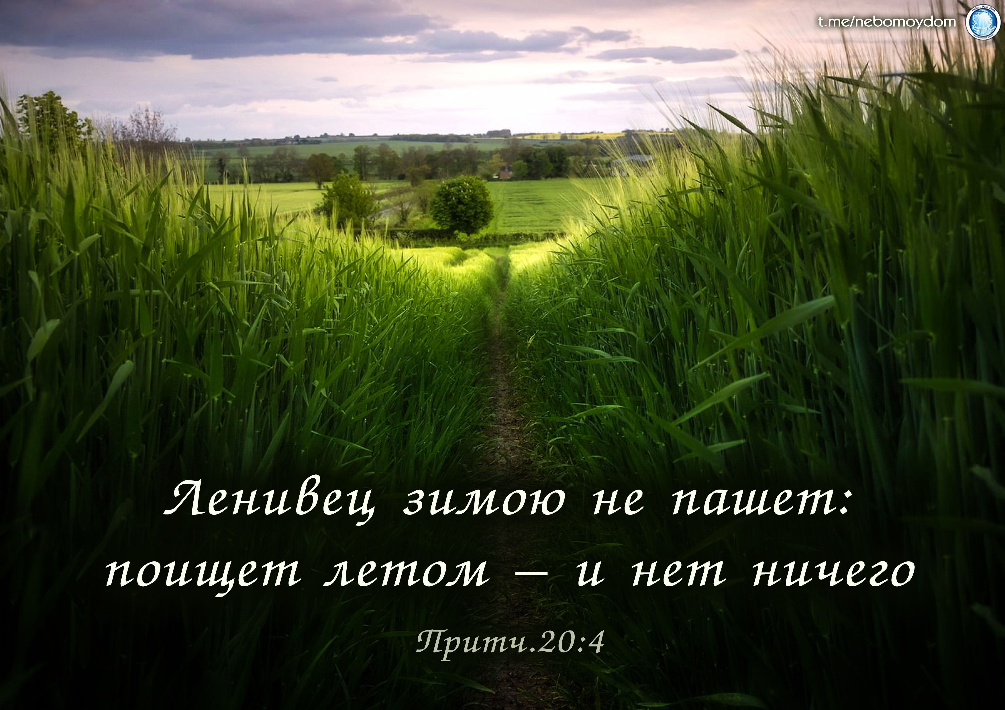 Среди земель. Поле с высокой травой. Тропинка в высокой траве. Высокая трава. Густая трава.