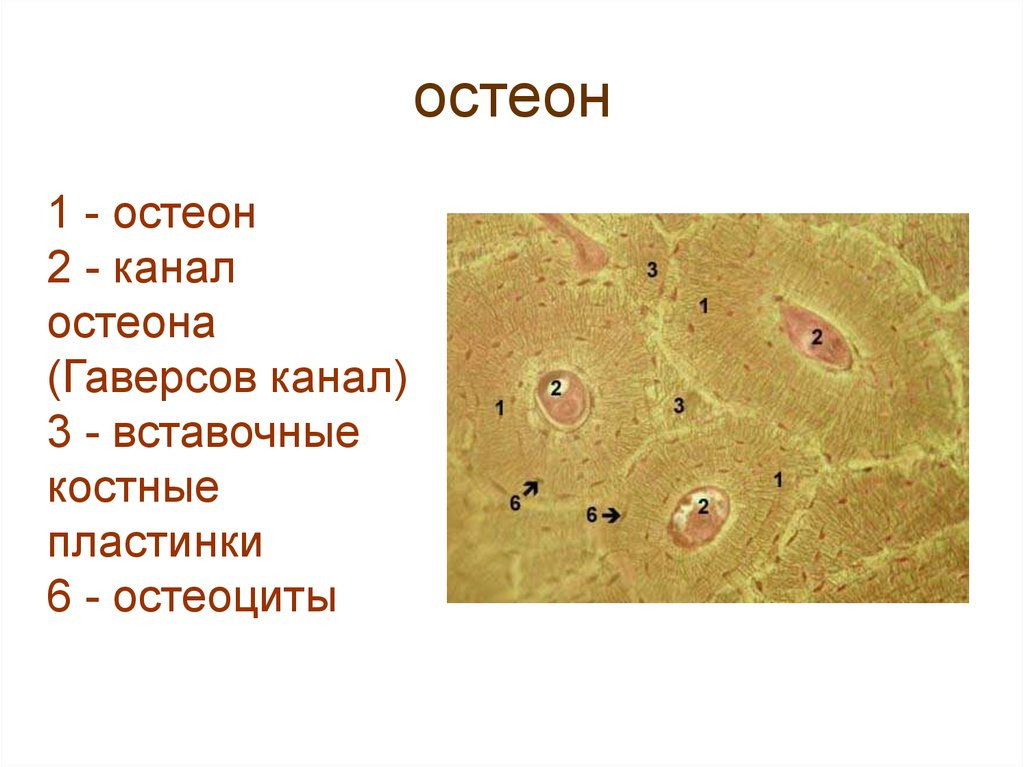 Костные пластинки