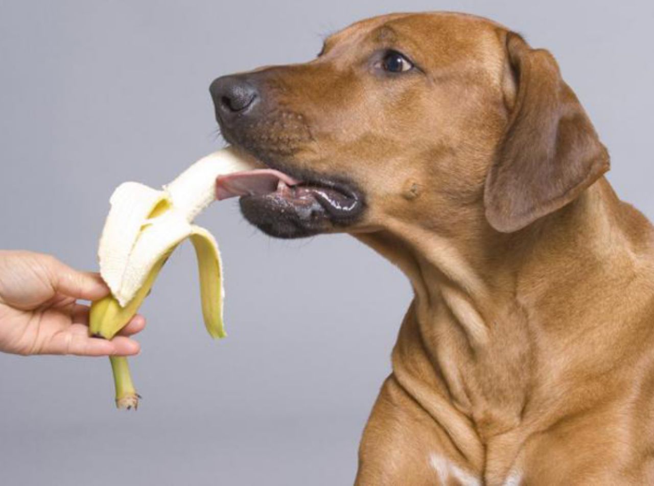 Можно собаку съесть. Собака кушает. Собака ест овощи и фрукты. Собака банан. Собака кушает овощи.