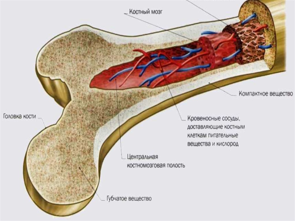 Строение костного мозга схема