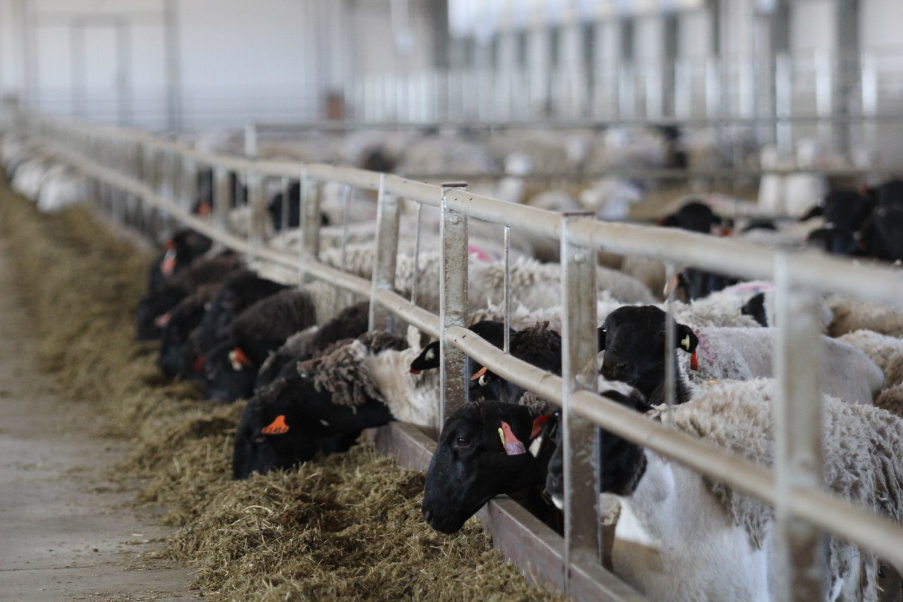 «Мираторг» запустил ферму в Тульской области на 50 тысяч овец