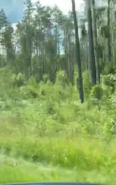 El oso yogui y el guardabosques en 2021