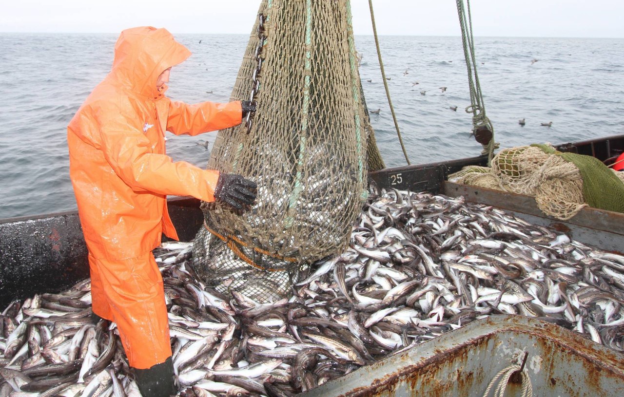 Объем допустимого вылова минтая для рыбаков всех прибрежных районов ДФО на этот год установлен в объеме 1,8 млн тонн