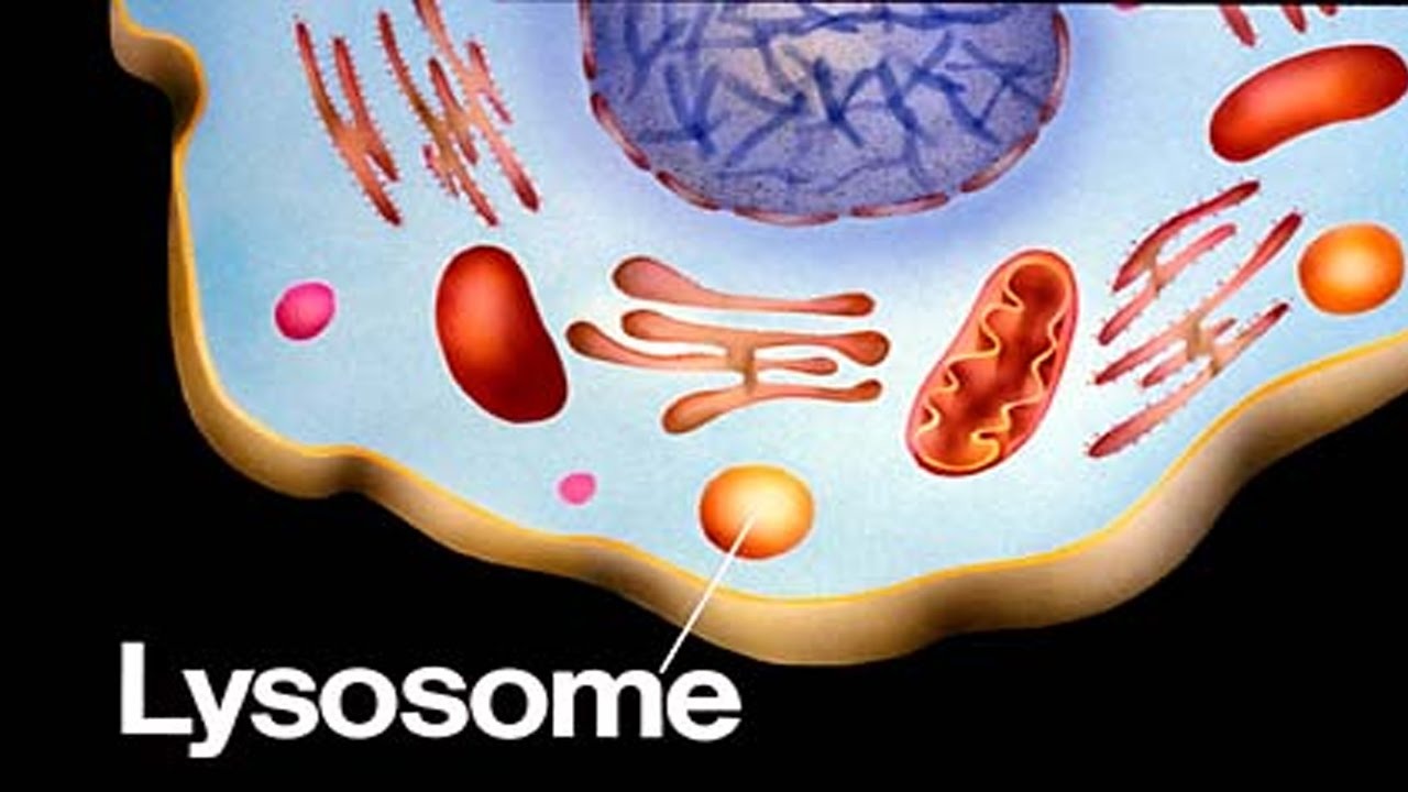 Лизос. Lizozom. Lysosomes. Lysosomes function. Lysosomes 3d.