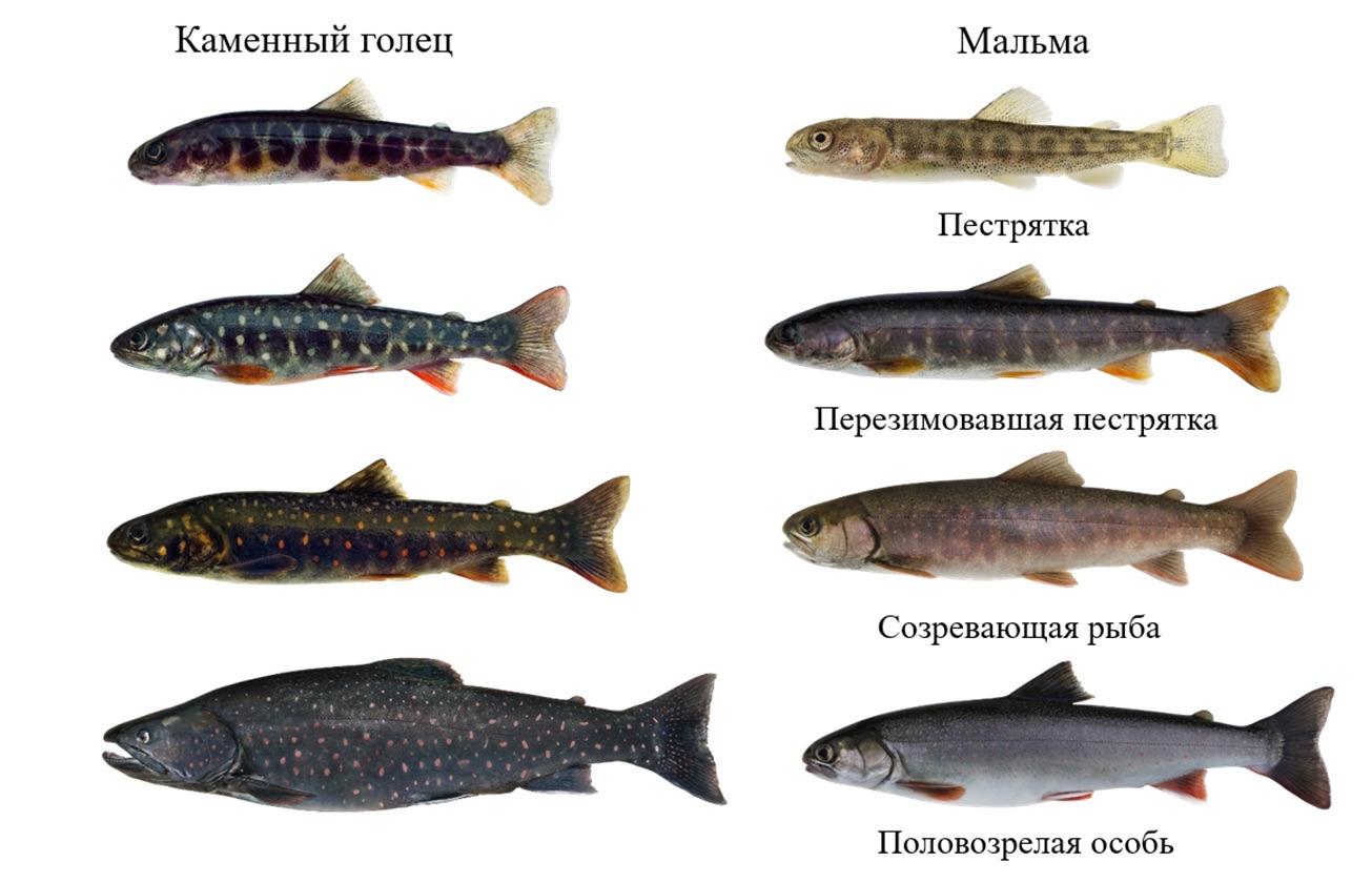 Голец что за рыба фото. Камчатский голец рыба. Камчатский каменный голец. Чукотский голец. Голец самка.