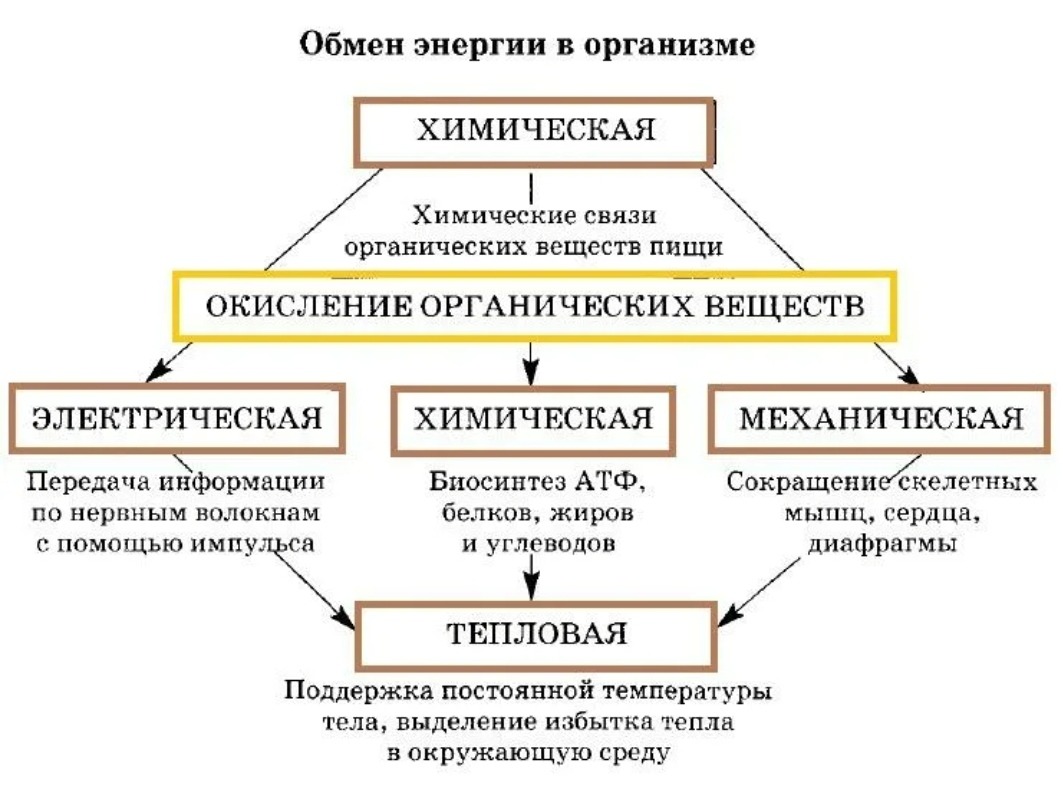 Обмены в организме. Схема обмена энергии. Виды обмена энергии в организме. Обмен веществ и энергии метаболизм схема. Схема обмена энергии в организме животных.