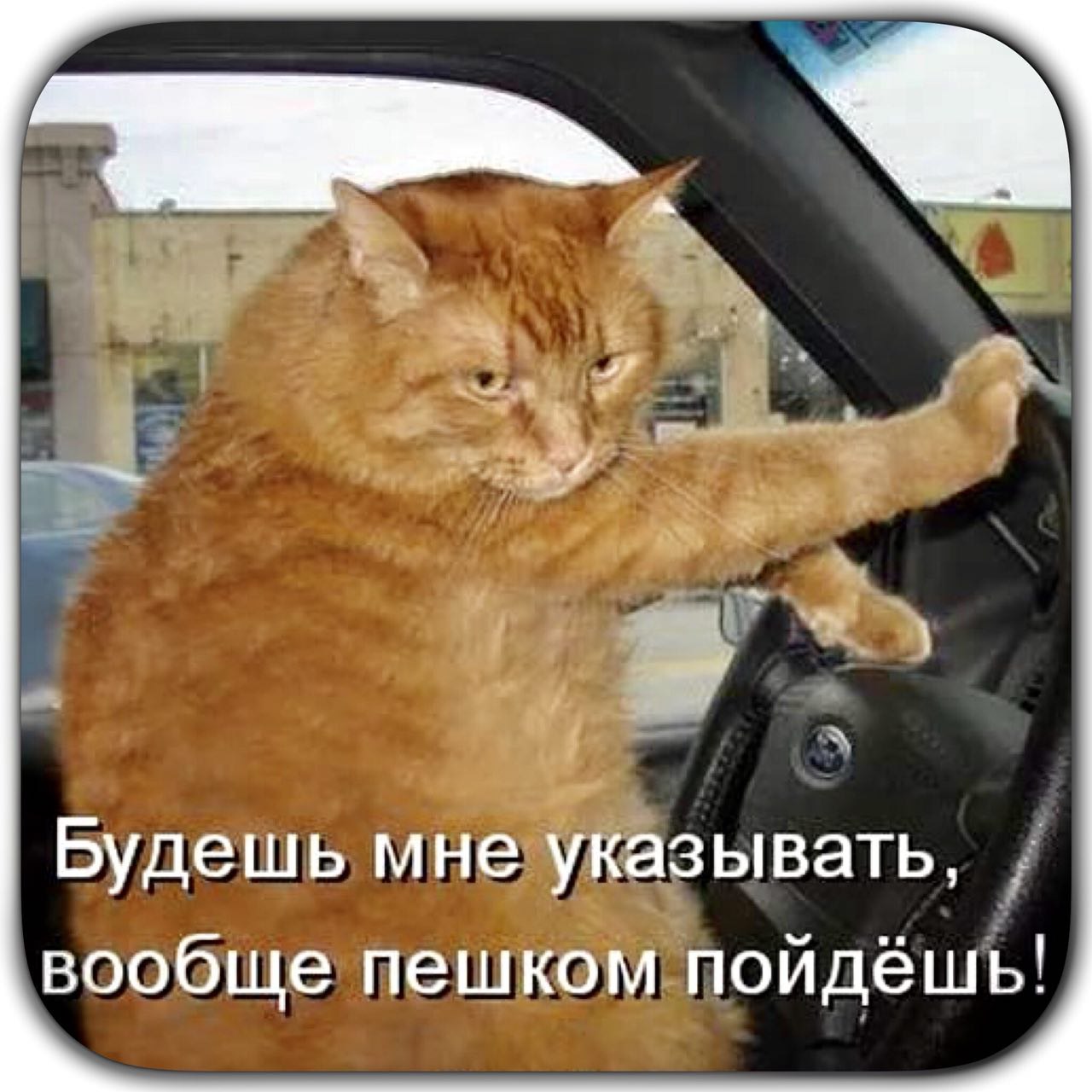 Рыжий кот за рулем