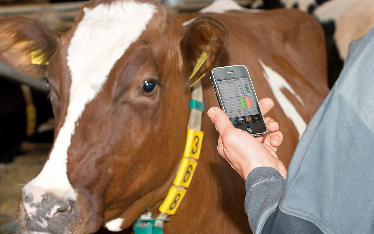 МТС тестирует умные датчики для крупного рогатого скота