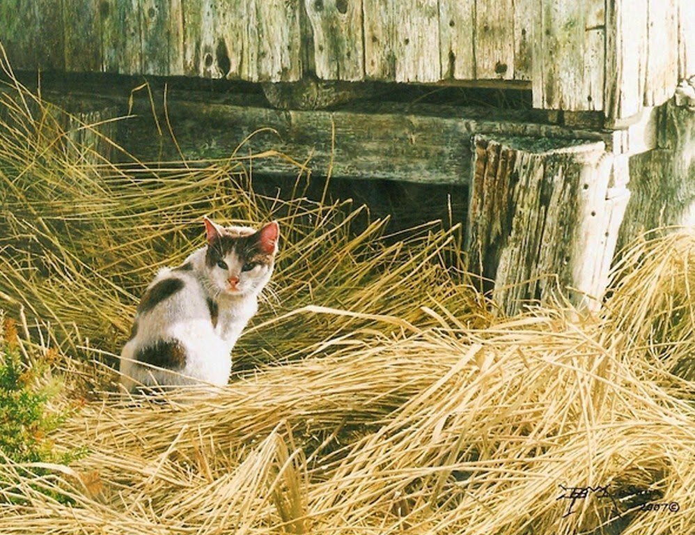 Деревенские кошки фото