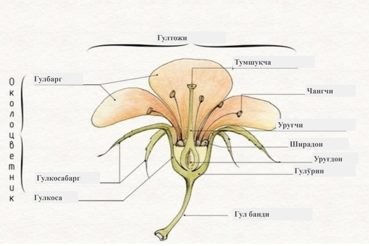 Егэ генеративные органы. Строение растения тычинка пестик. Строение цветка растения 6 класс биология. Строение цветка схема венчик. Схема строения цветка пестик.