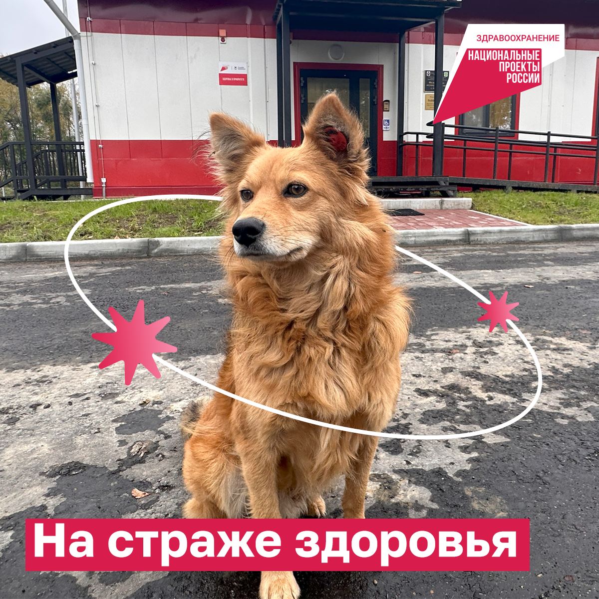 Пёс Чип из Хабаровского края стал охранником медпункта