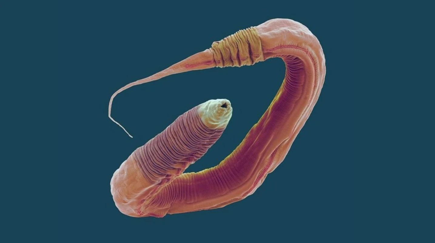 Нематода Caenorhabditis elegans. Черви Caenorhabditis elegans. Червь c. elegans. Caenorhabditis червь. Тело червей разделено на