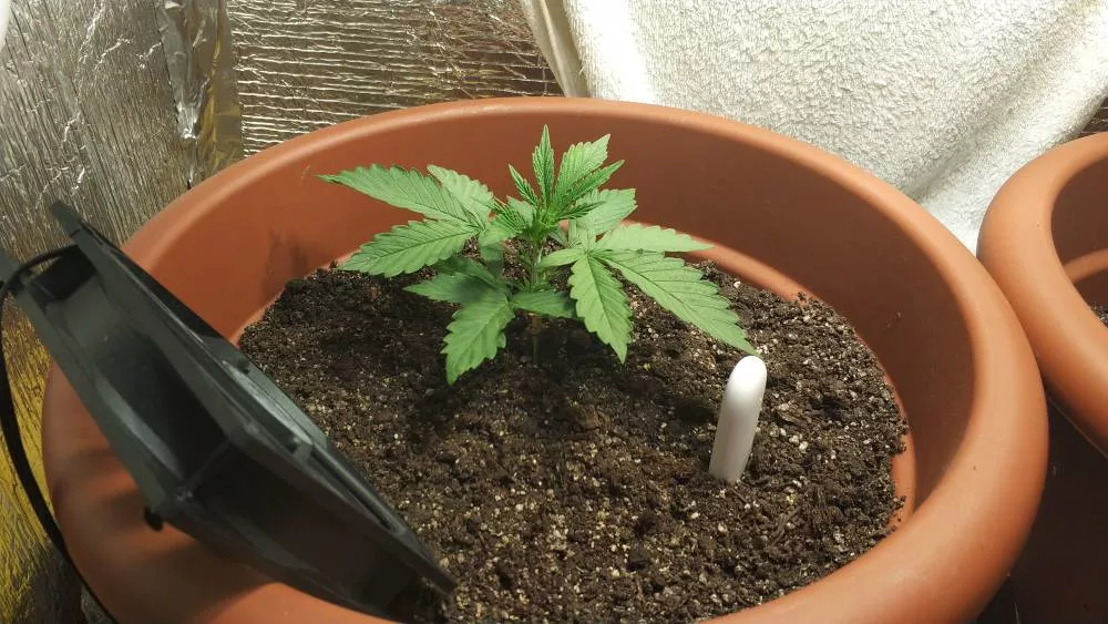 Растишки конопля где можно найти марихуану