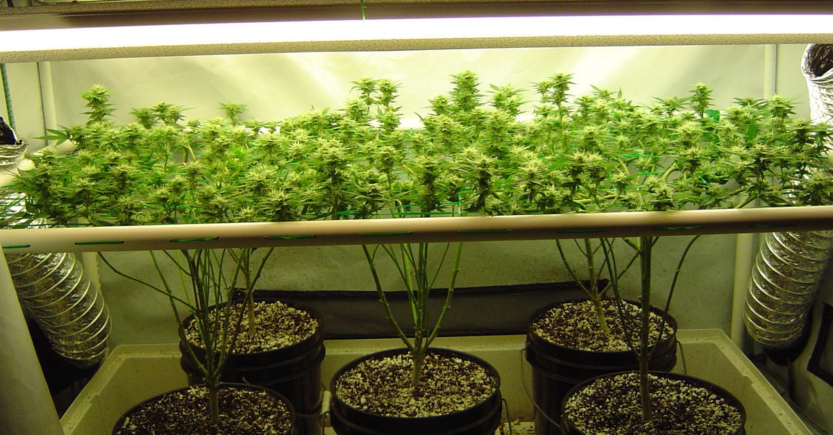 Способ выращивания марихуаны марихуана вред организму