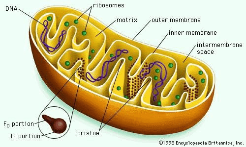 Canlılar, organel adı verilen son derece küçük fonksiyonel parçalardan oluşan hücre adı verilen milyonlarca küçük yaşam biriminden oluşur. Mitokondri, hücrenin düzgün işleyişinde son derece önemli bir rolü olan bir hücre organelidir.