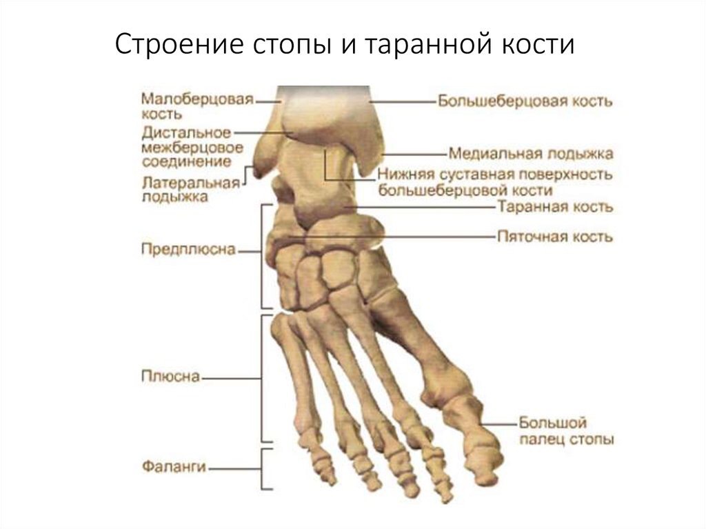 Состав ступни человека схема