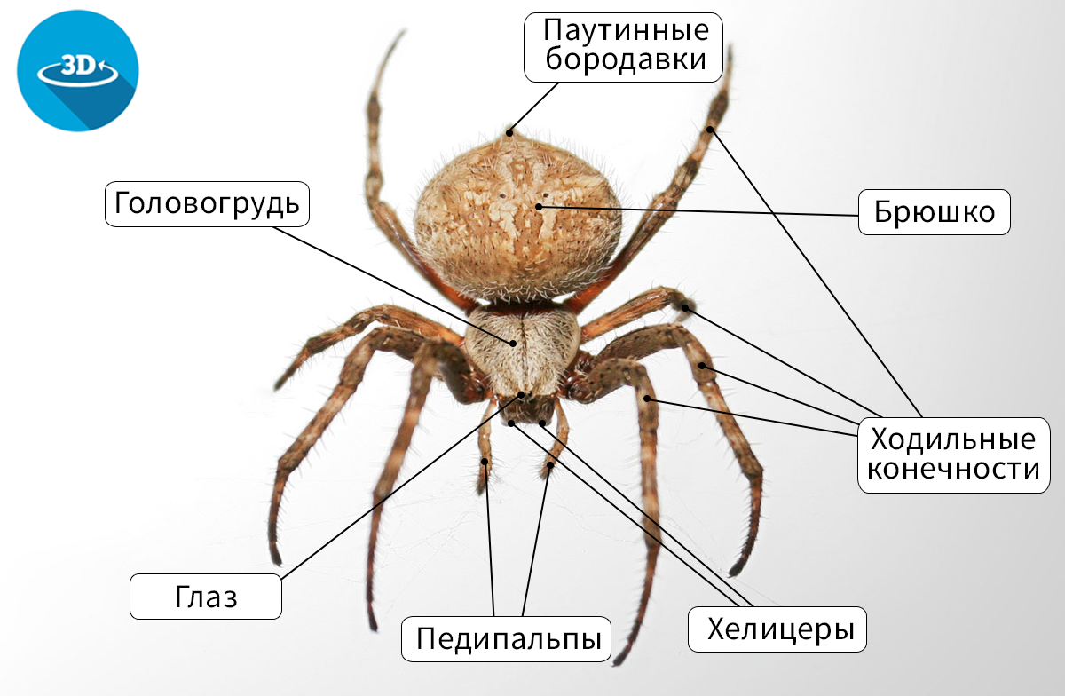 Паукообразные отделы тела. Строение паука крестовика схема.